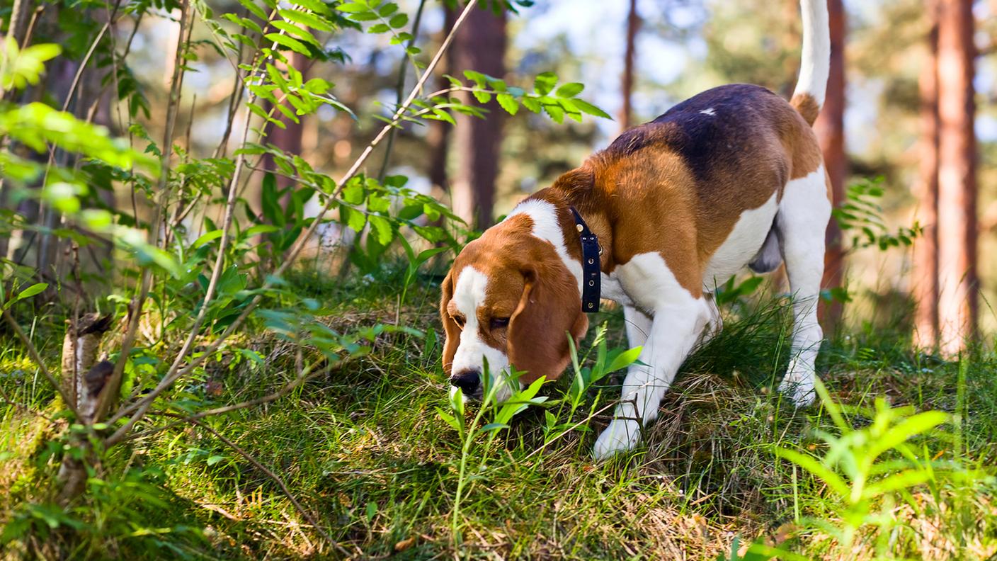 Beagle nella foresta, cercare tartufi, cane segugio