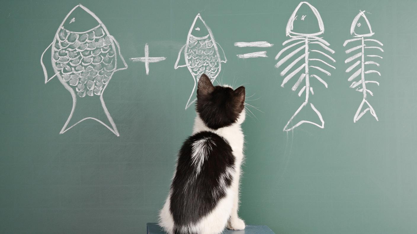 intelligenza degli animali