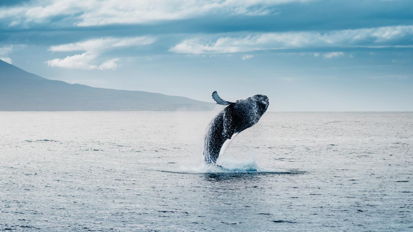 iStock-Islanda, Balena, Tuffarsi, Osservare le balene, Saltare