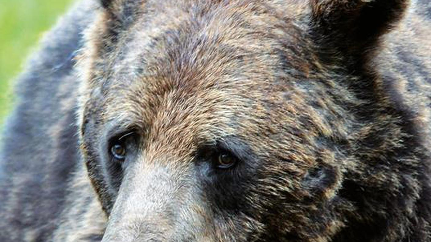 Il Profumo della Natura di Federico Iannacone