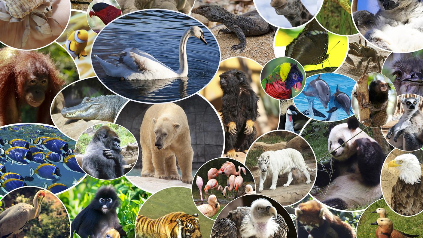 diversi animali, Africa