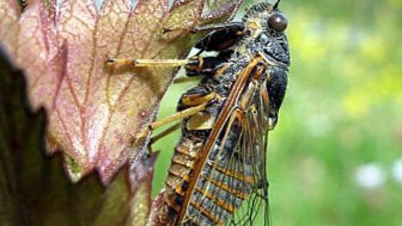 La nuova cicala emette suoni veloci, ad alto volume seguendo uno schema ritmico complesso.