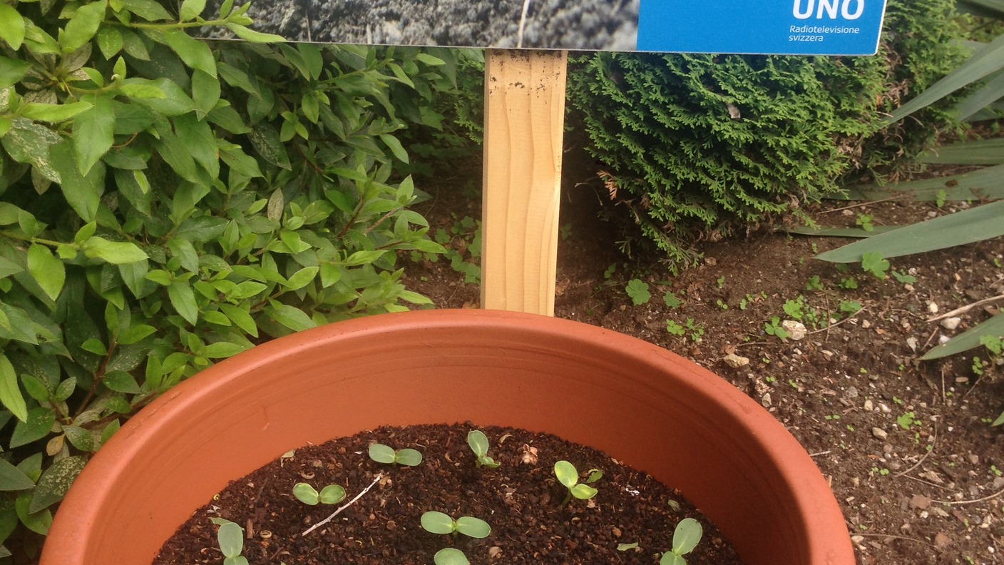 Girasoli Ora della terra