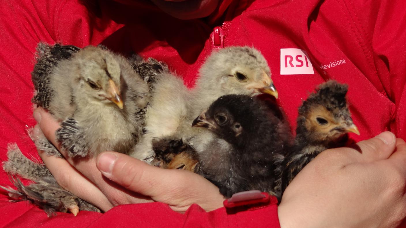 Gallina e Lara Montagna5, Ora della Terra 07.06.15