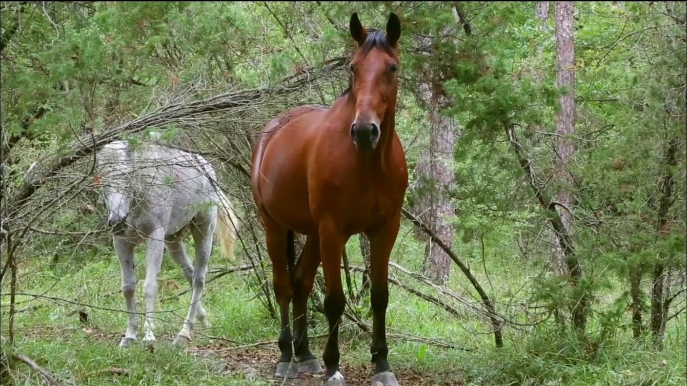 Due ospiti della Collina dei Cavalli, a Reggio Emilia