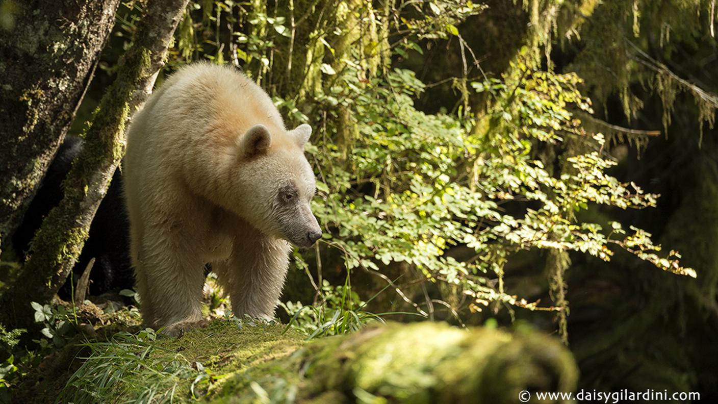 Orso bianco (foto di Daisy Gilardini)