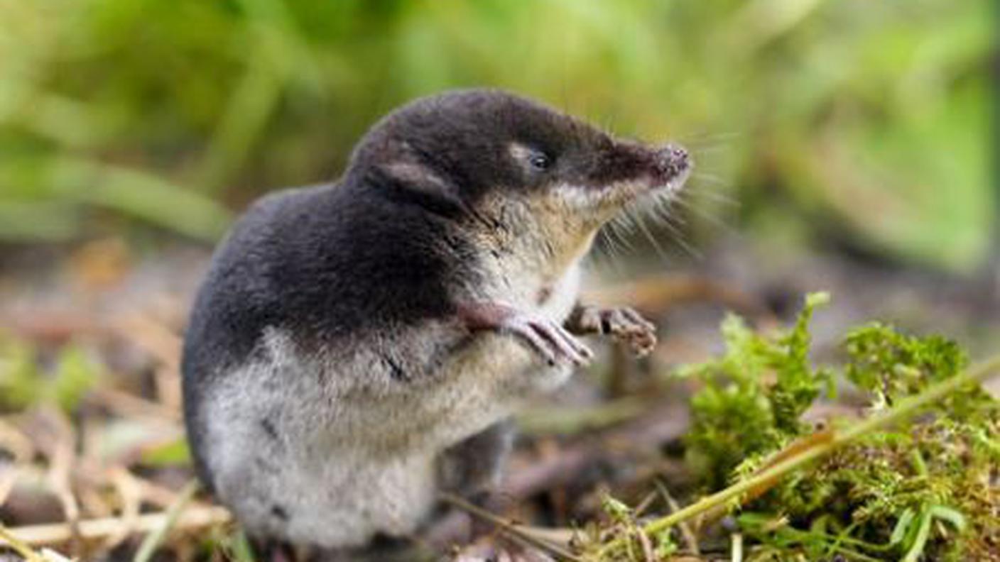 Il toporagno d’acqua, eletto da Pro Natura animale dell’anno 2016