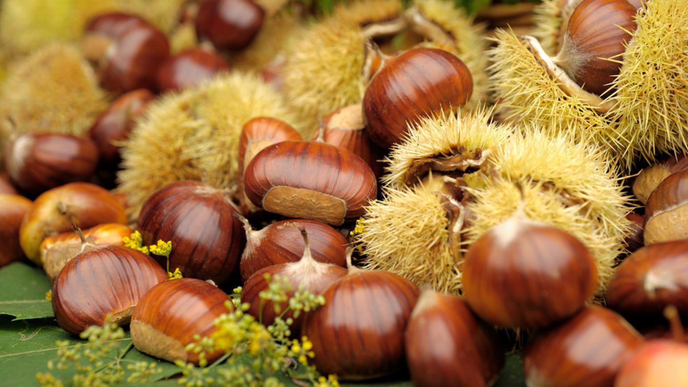 Castagne