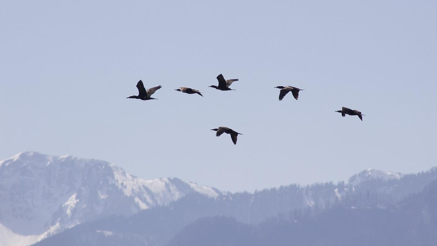 Uccelli migratori