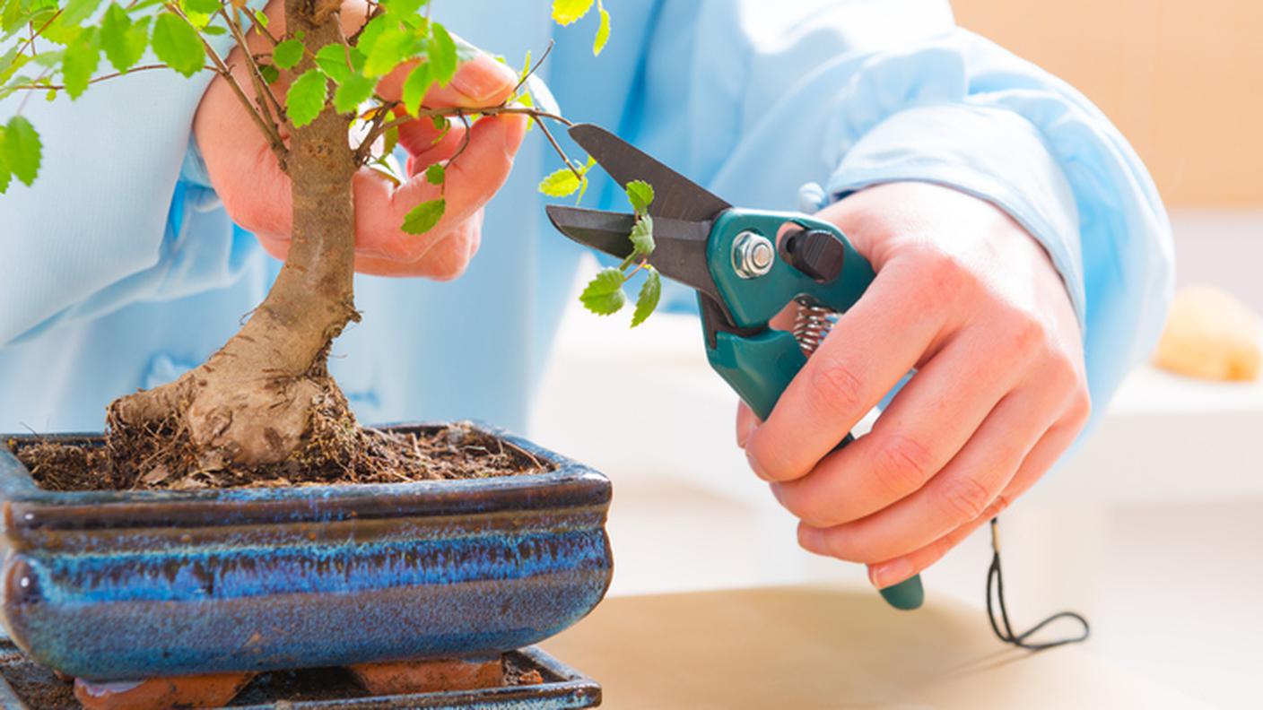 Bonsai