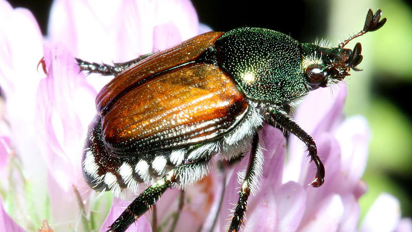 Popillia japonica