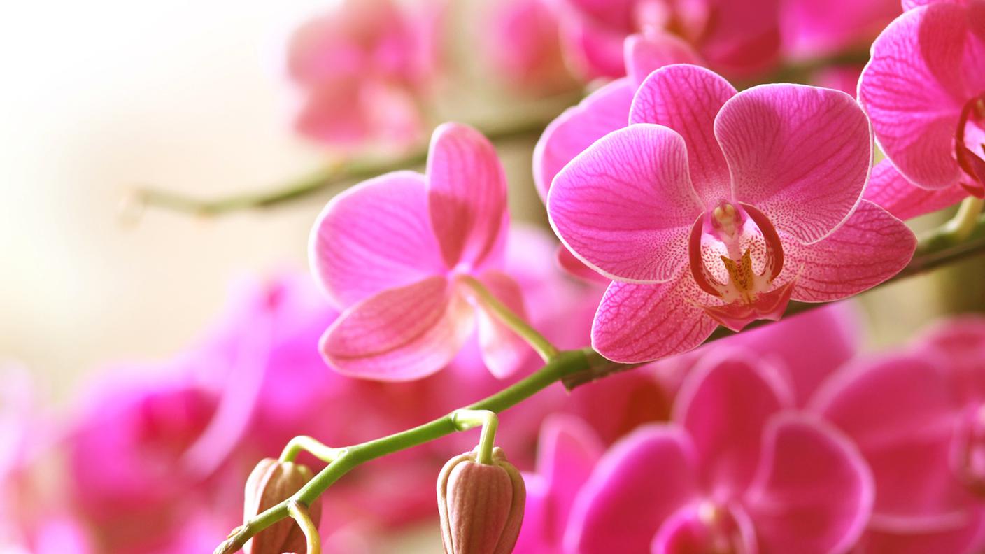 orchidee