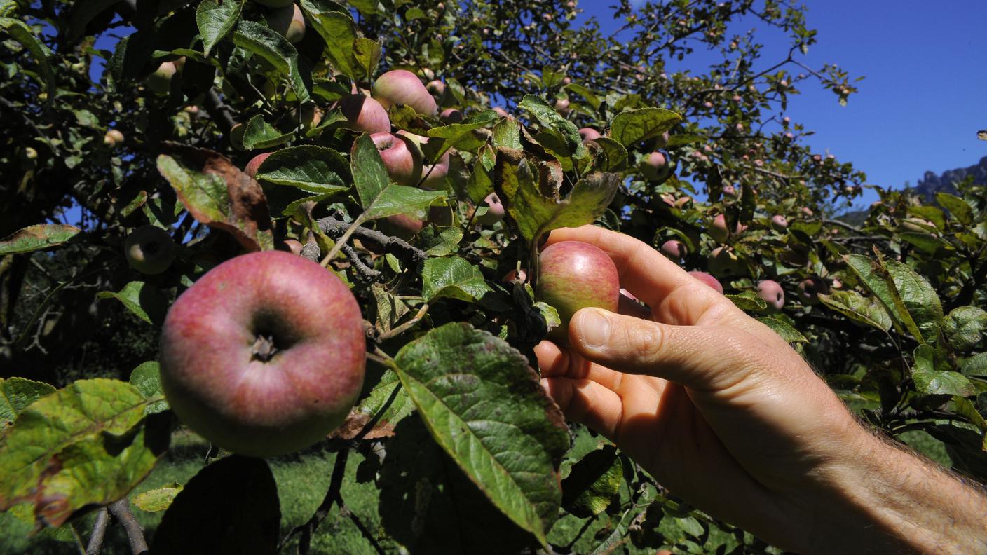 Capriasca, frutteto di mele