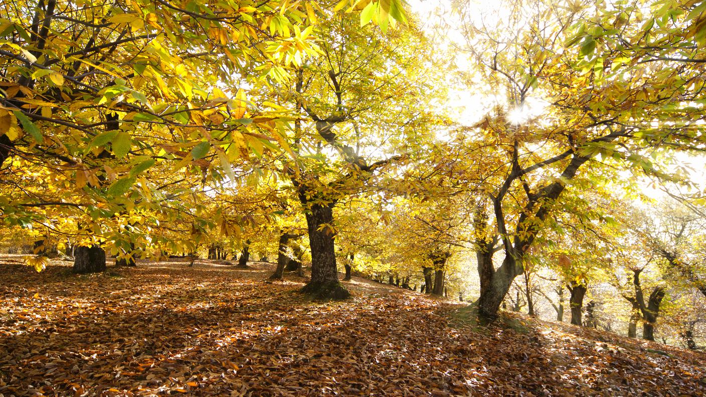 Autunno, Bosco, Castagna, Castagno, Castagni