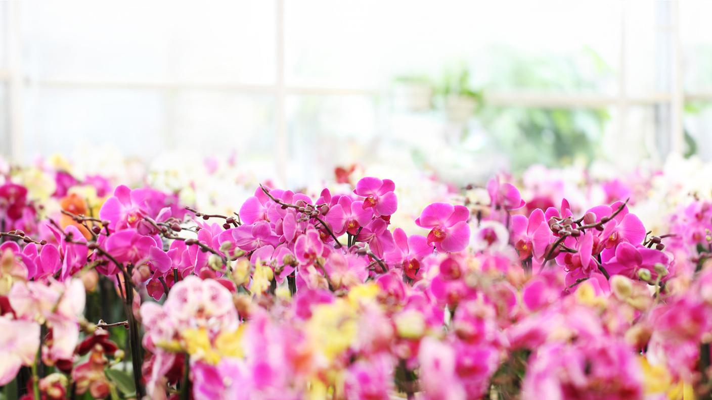 serra di orchidee