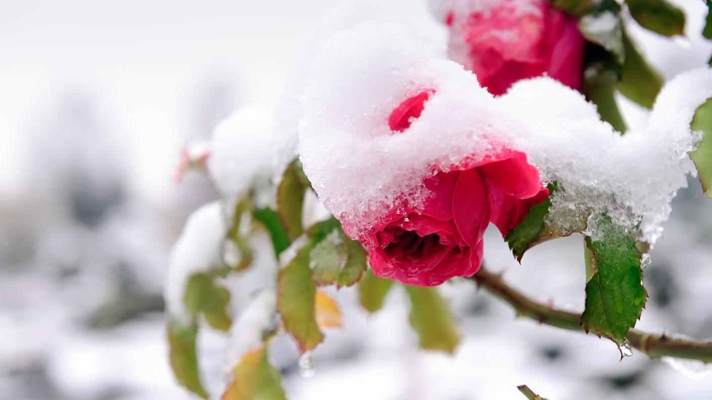 giardino, fiori, rose, inverno