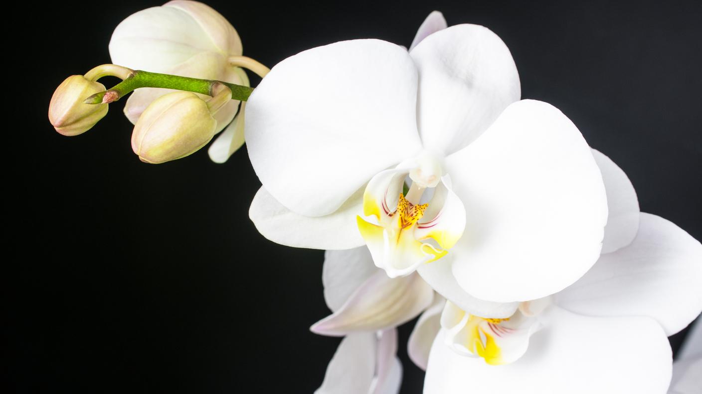 Orchidea phalenopsis