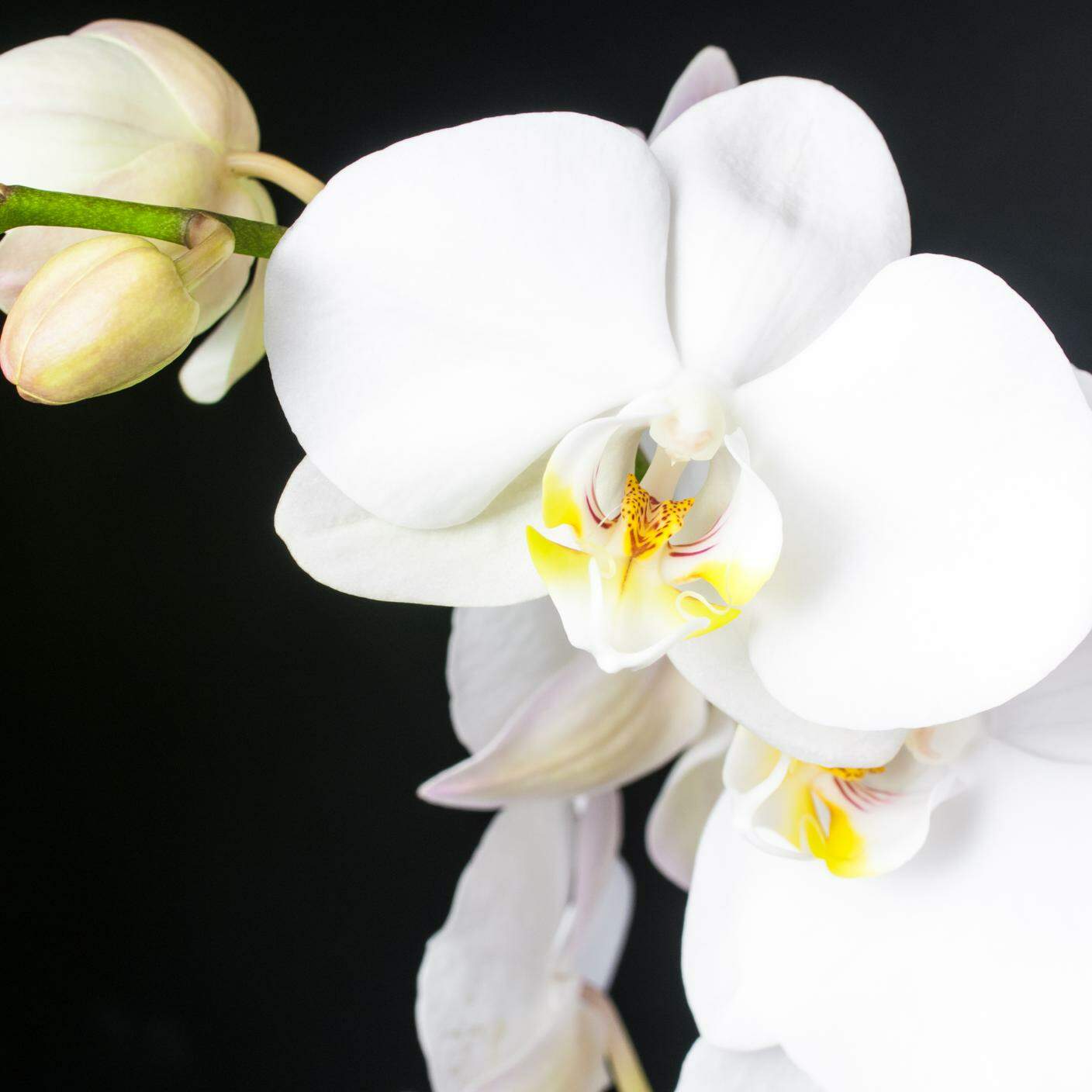 Orchidea phalenopsis