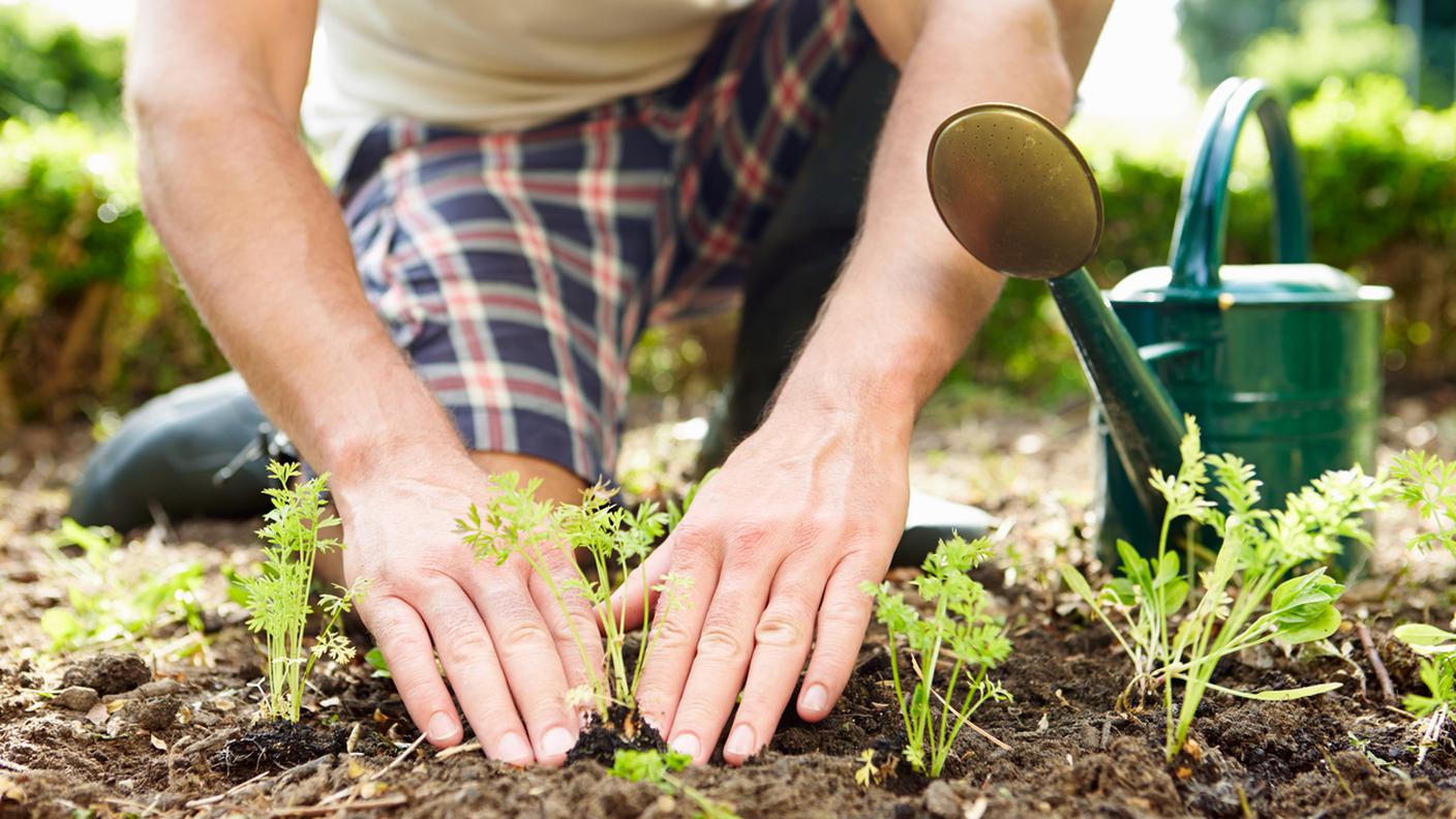 Primo piano di uomo piantando piantine, Giardinaggio, Giardino pubblico, Terreno, Flora, Piantina di semenzaio