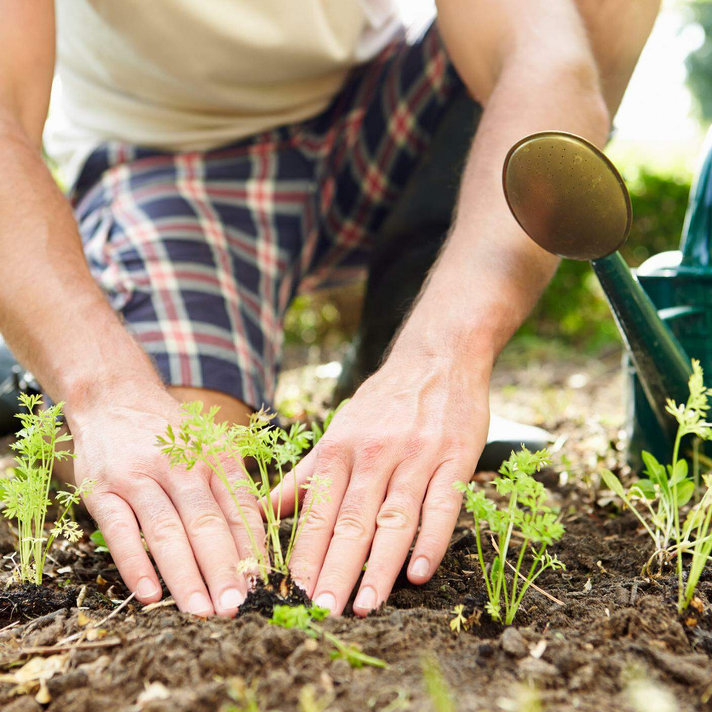 Primo piano di uomo piantando piantine, Giardinaggio, Giardino pubblico, Terreno, Flora, Piantina di semenzaio