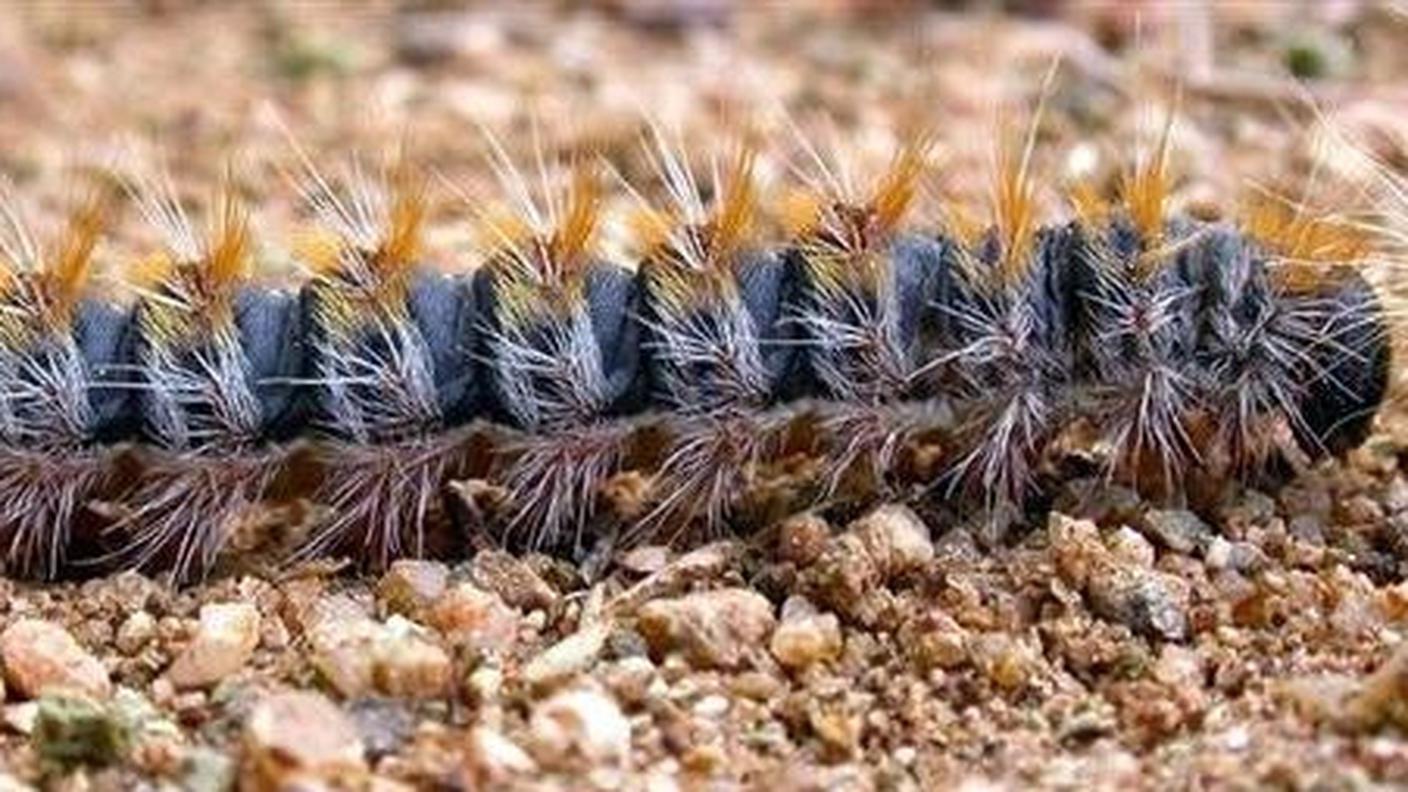 Processionaria del pino (CRA - Istituto Sperimentale di Zoologia Agraria)