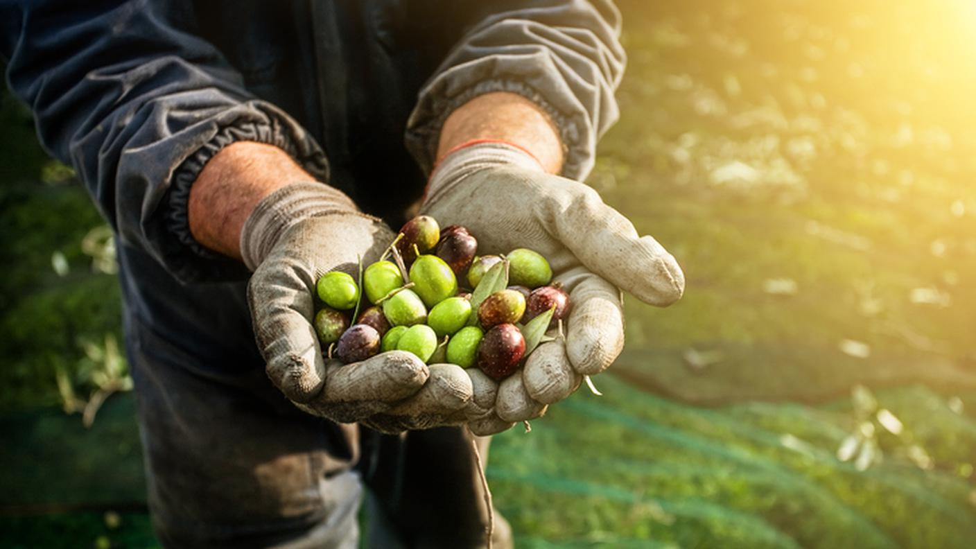 Olive, raccolta olive, olio