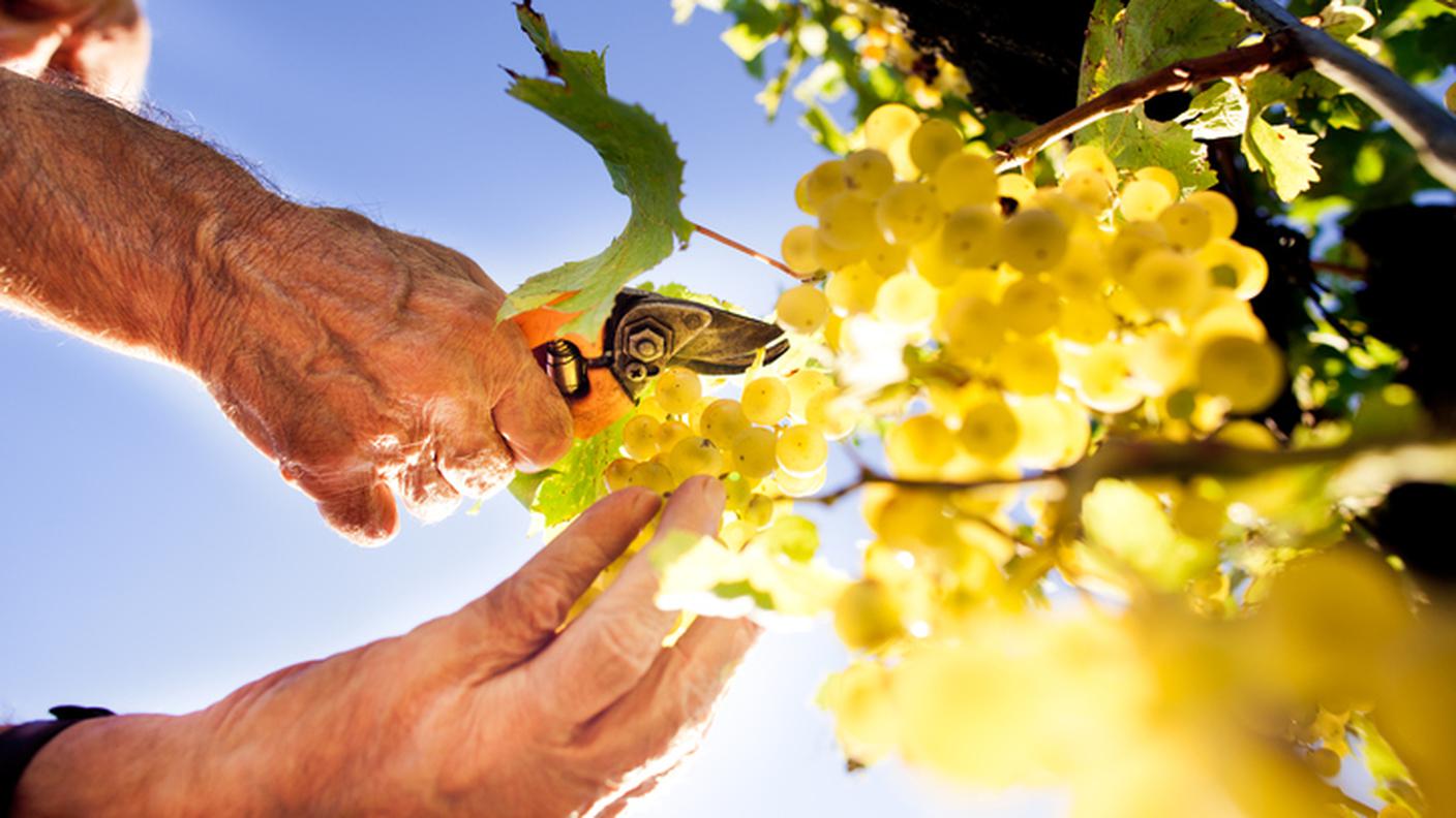 uva, viti, vendemmia
