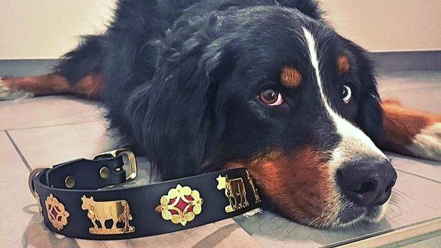 Appenzeller Gurt – Swiss Handmade Belts