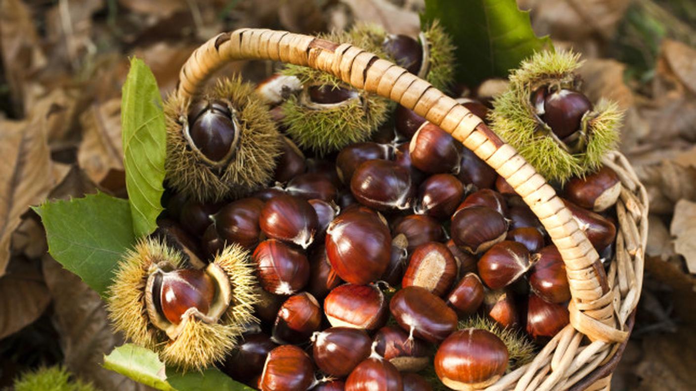 Cestino di Castagne