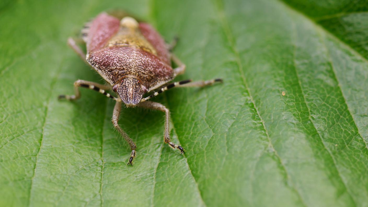 La cimice marmorizzata Halyomorpha halys (Hh)