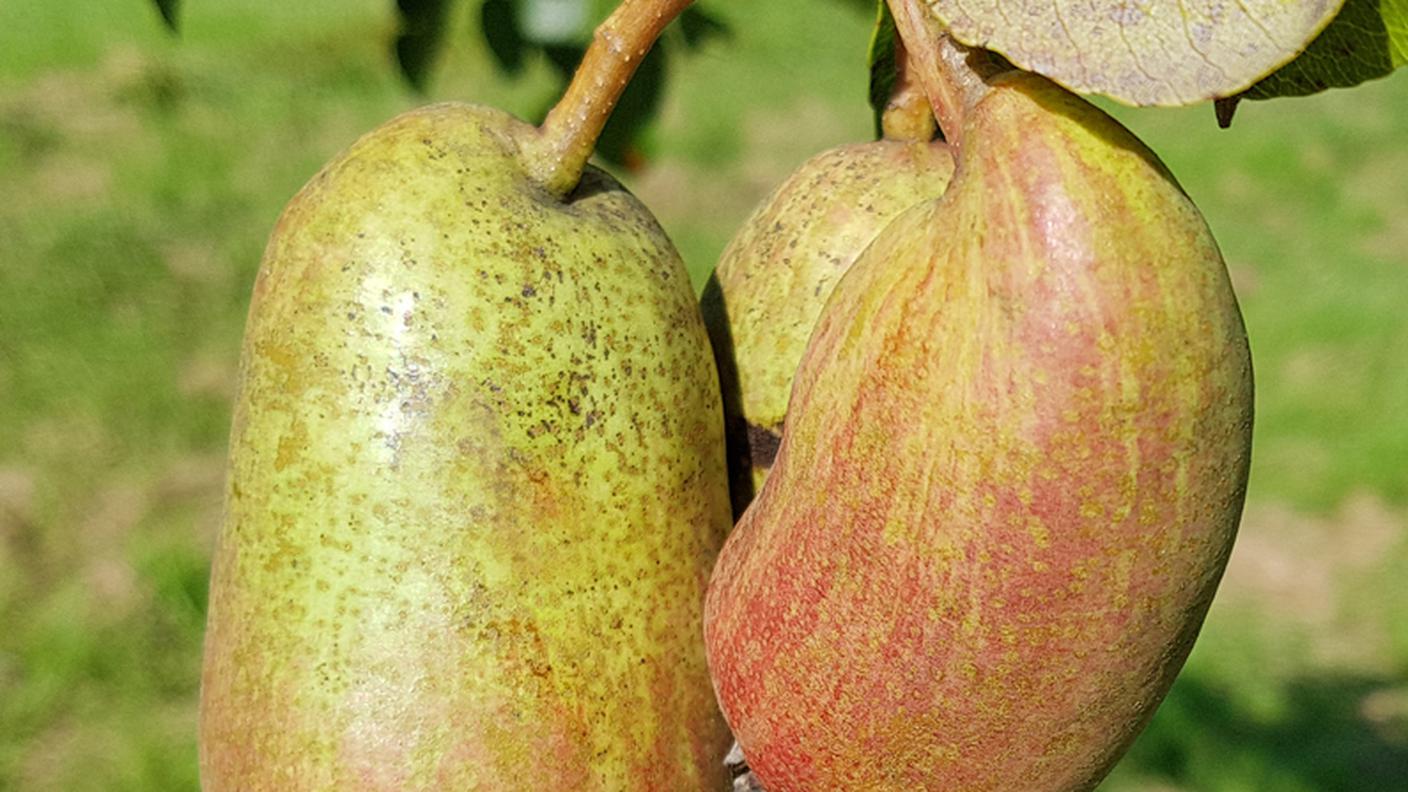 Frutta, Pera, pero, Essen, Germania, Albero, Pyrus communis