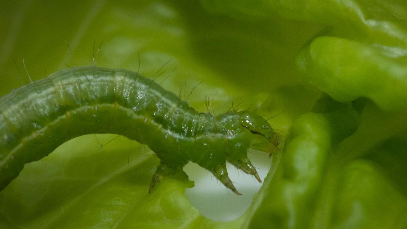 larva su insalata