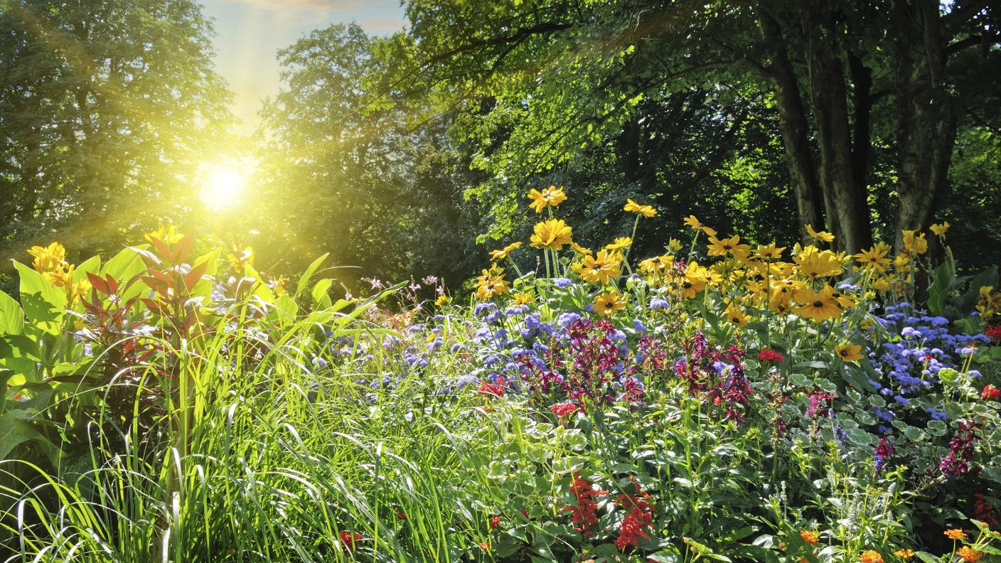 primavera, giardino, fiori, prato, soleggiato, fiore, natura
