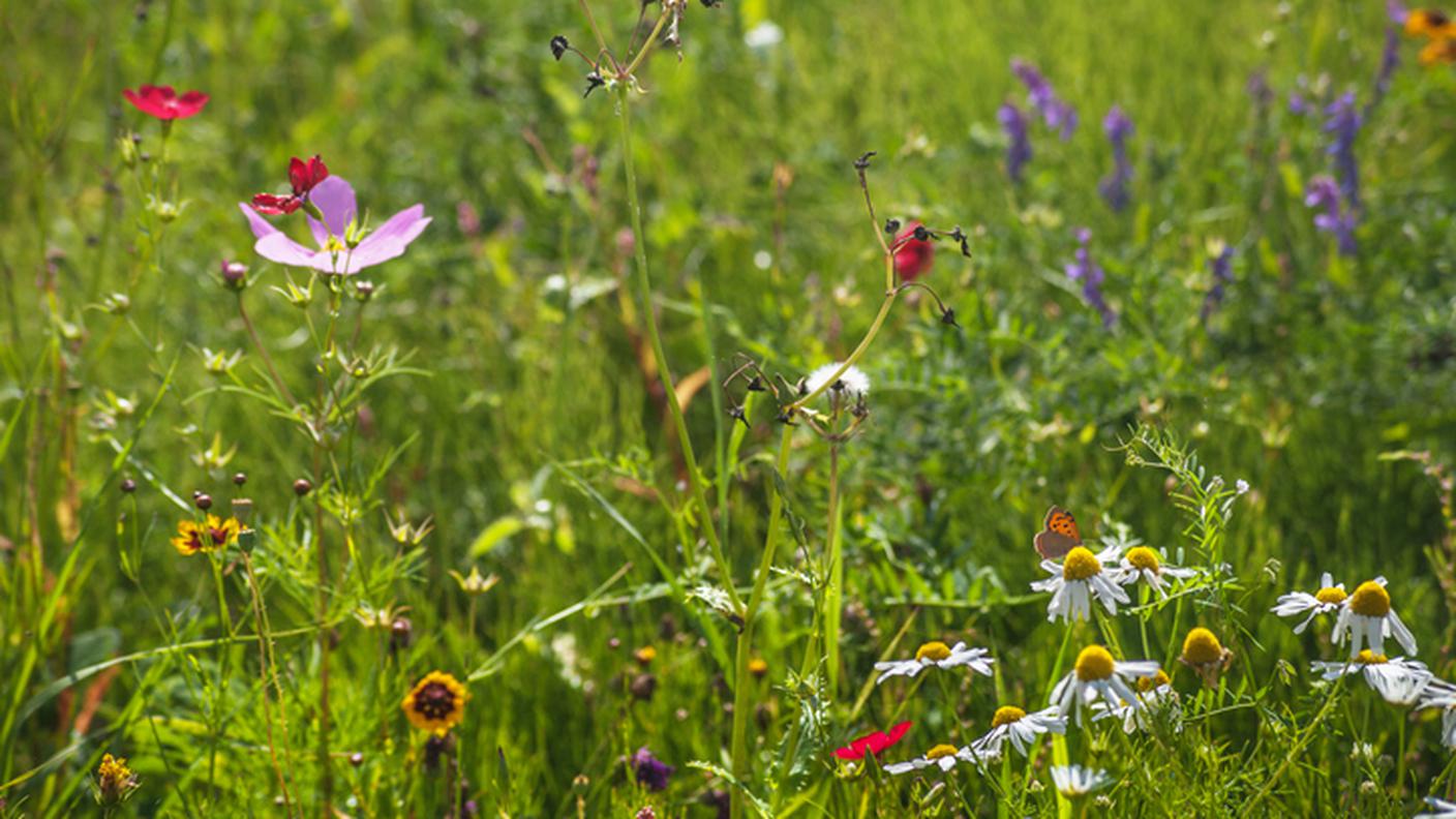 biodiversità