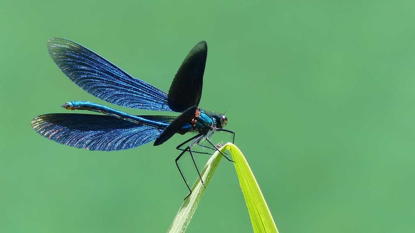 Libellula, efemerottero