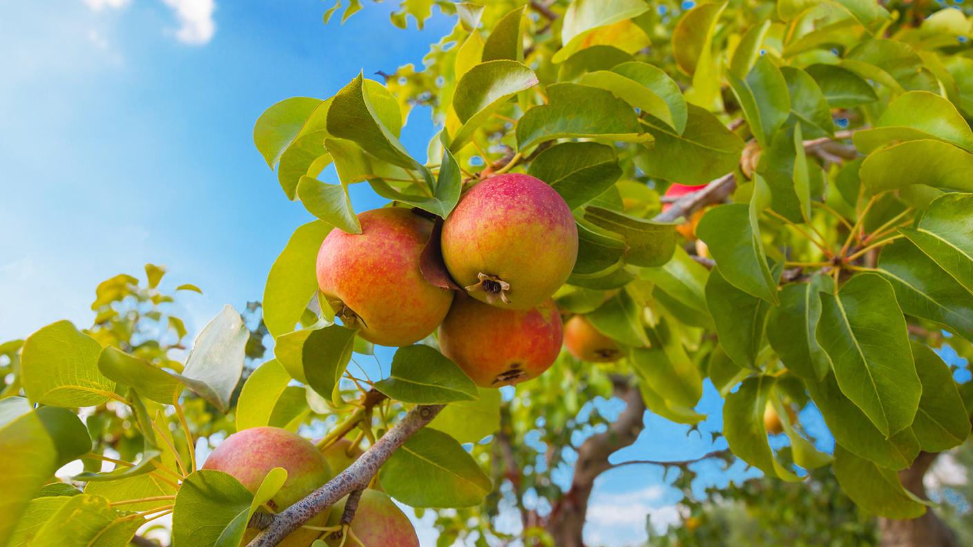 melo, albero frutta