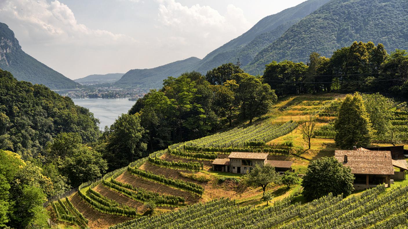 Vigne tra Maroggia e Arogno