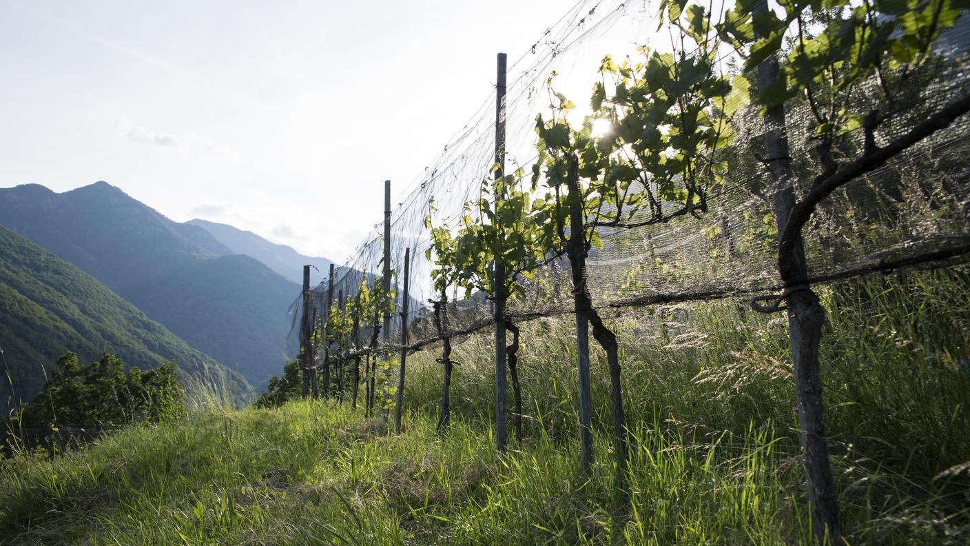 Vigna in Ticino