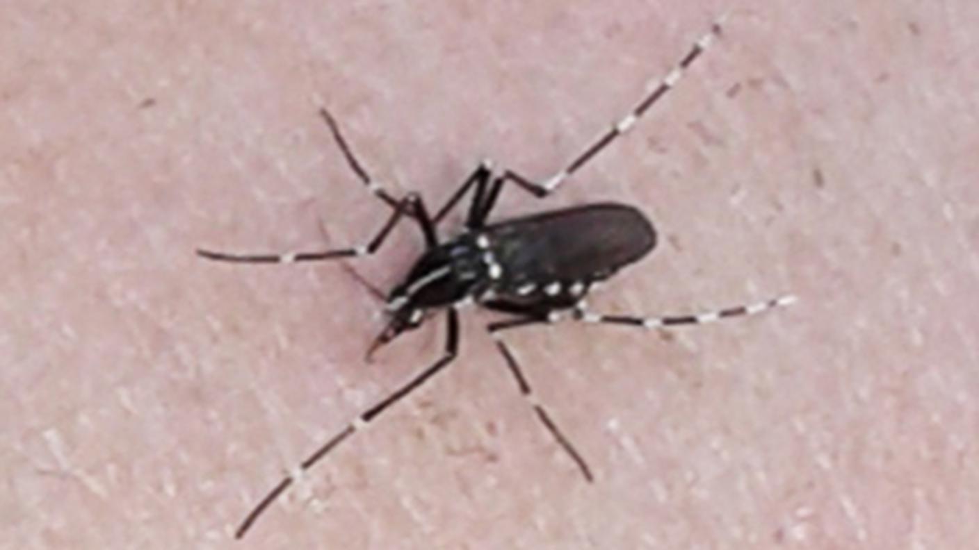 Zanzara tigre, Aedes albopictus