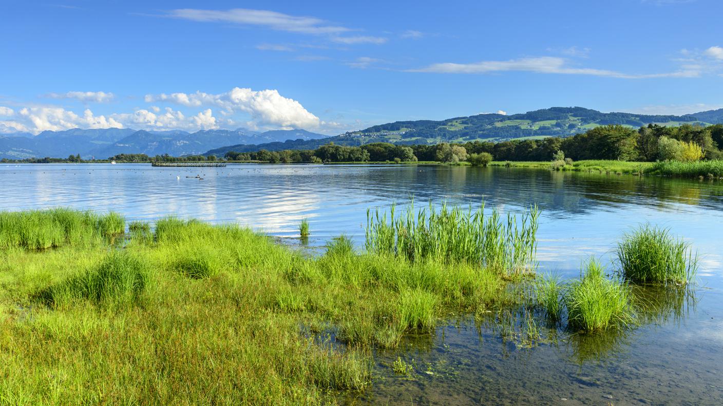 habitat, natura, Riva del lago, Lago di Costanza