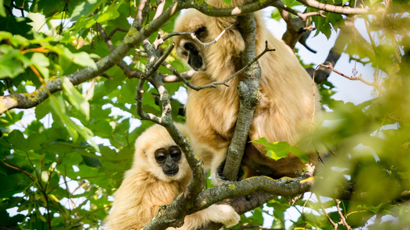 Gibboni asiatici