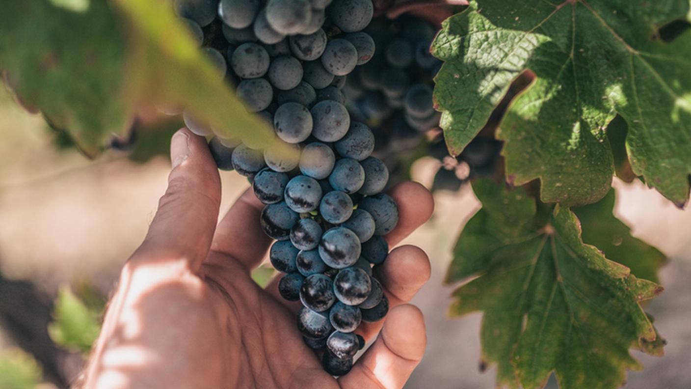 Vigneti 