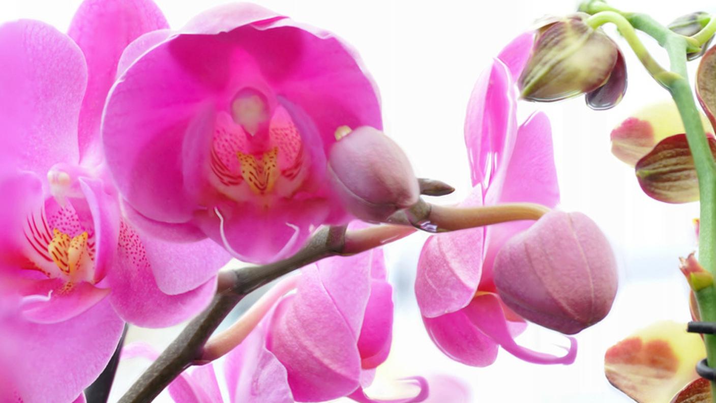 orchidee