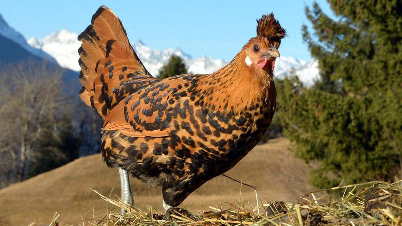 Gallina appenzellese a cuffia ProSpecieRara