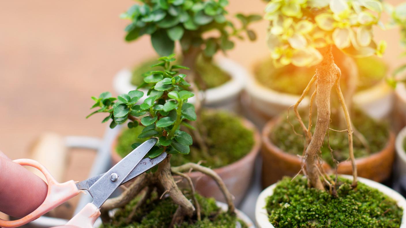 bonsai, tagliare le foglie