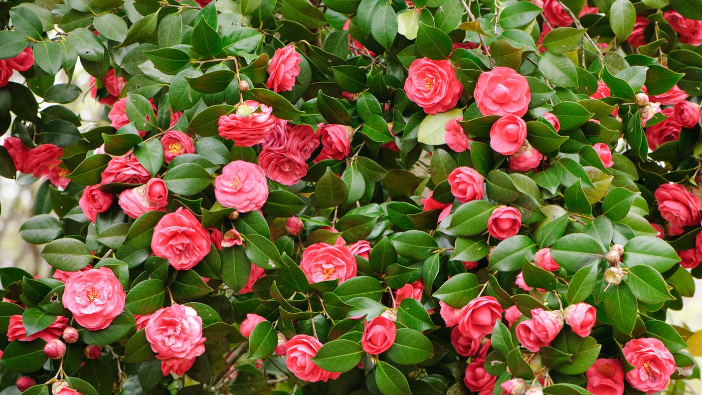 Camelia