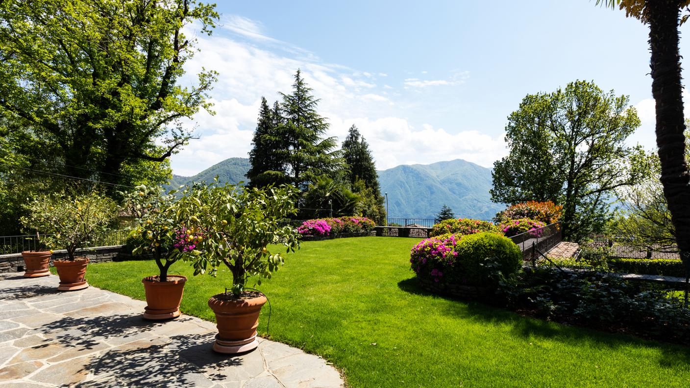 giardino fiori natura