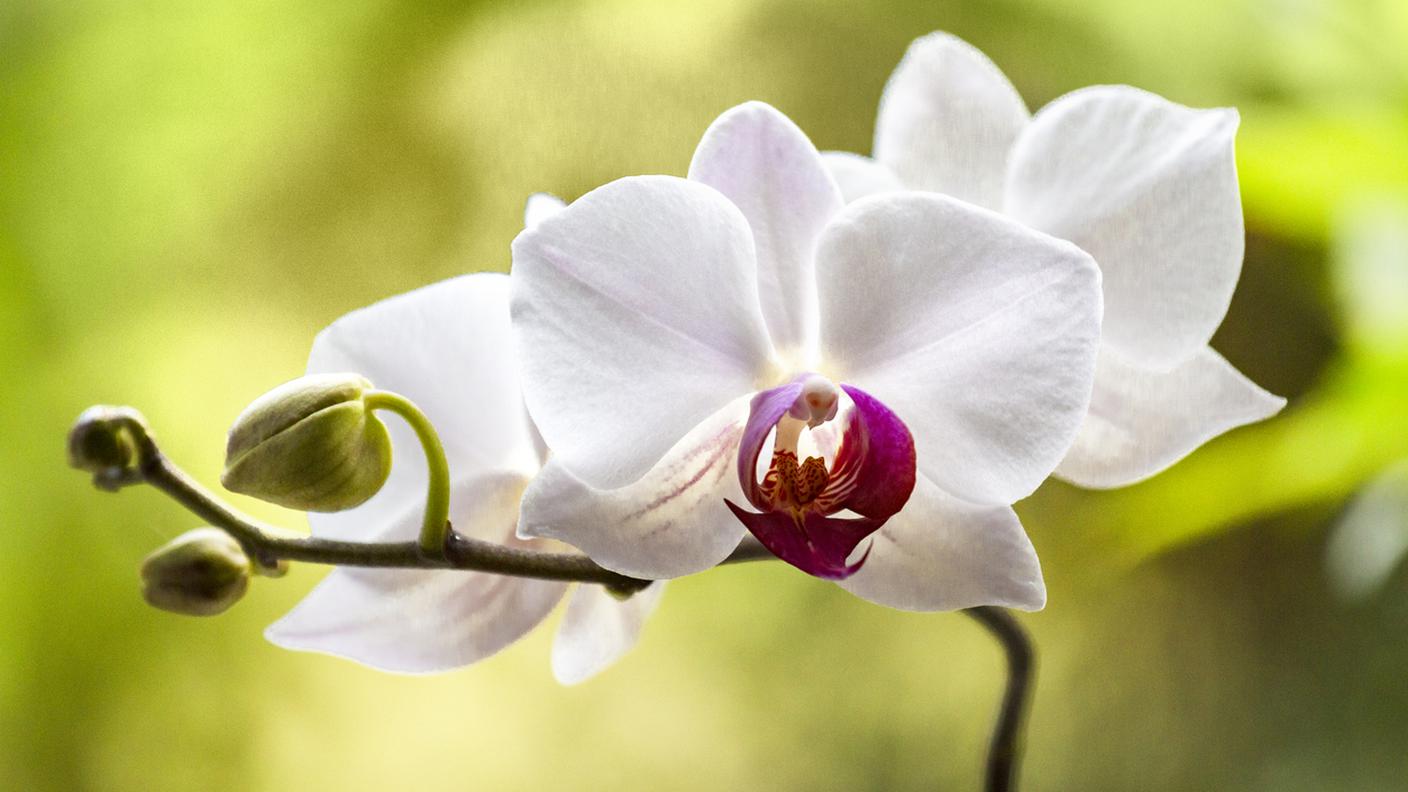 orchidea