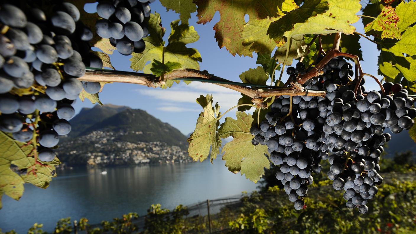 vigna Ticino