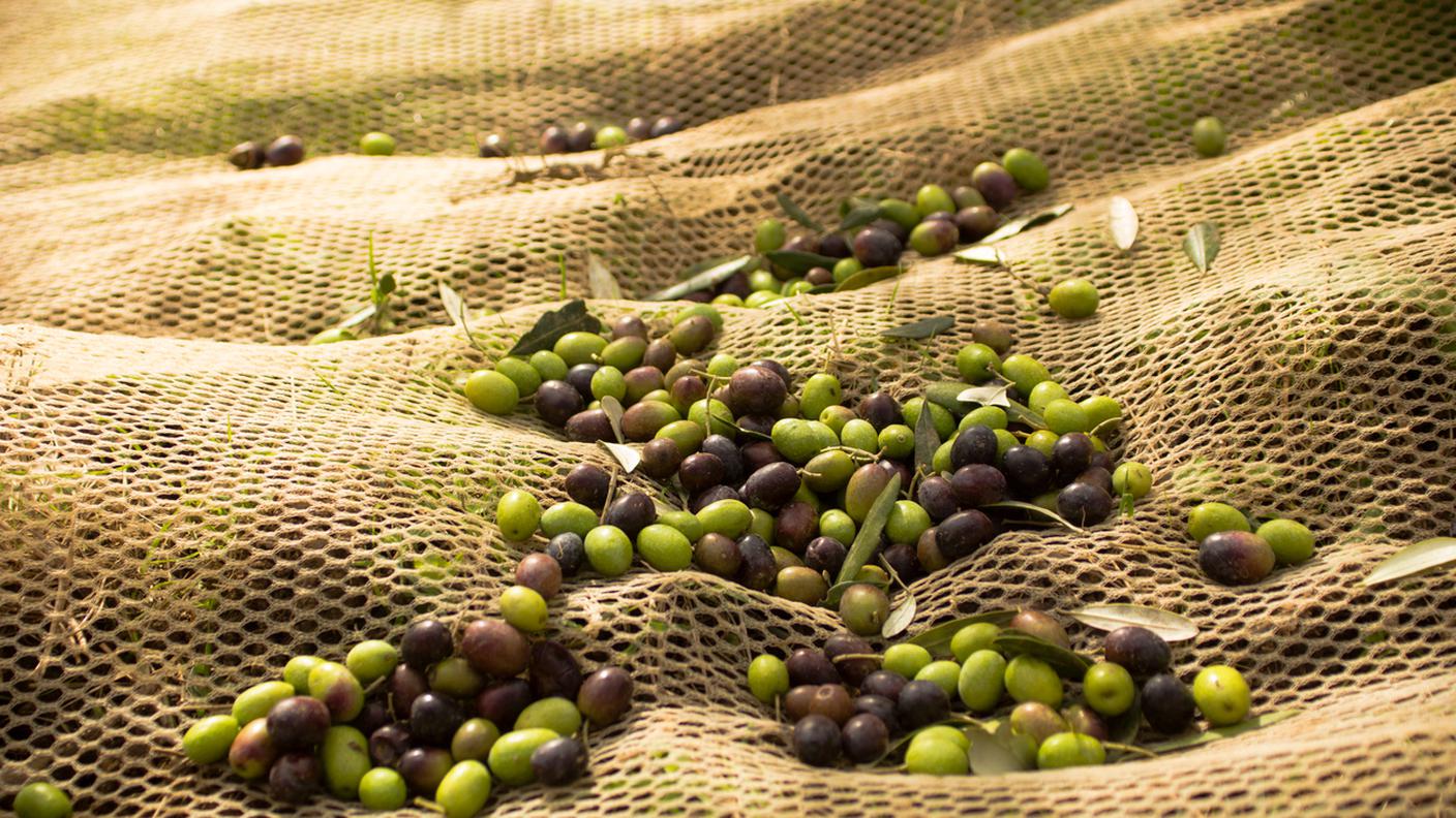 olive verdi e nere, raccolto